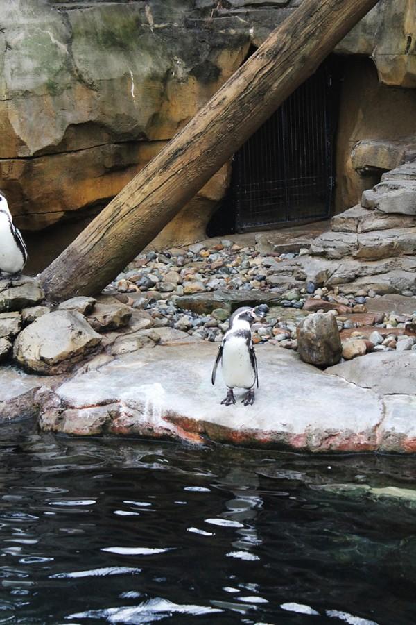 The Humboldt penguins are very close to the glass, making it easy to watch every move that they make.