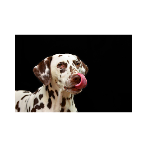 Dalmatian with tongue sticking out
Courtesy of Canva.com