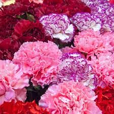 Carnations proceeds at SHS help the homeless