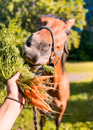 Therapy horse enjoying a snack.