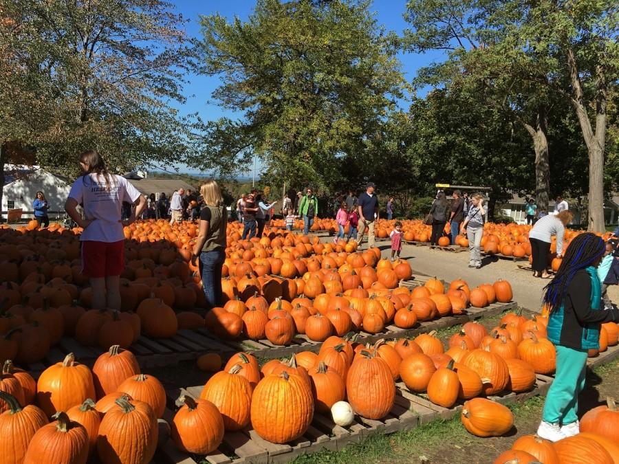 Patterson's immense pumpkin selection. 