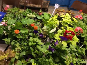 The Excel TECC students grew annuals such as petunias, geraniums, begonias and coleus.