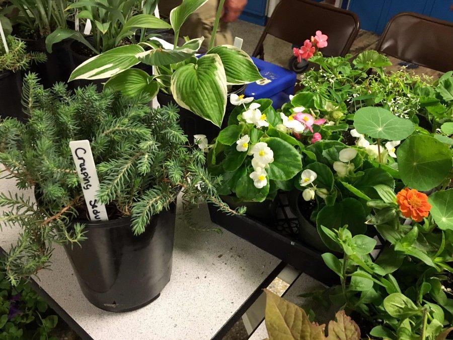 Herbs sold by the horticulture students include tomatoes, broccoli, cilantro, chives, lavender, dill and rosemary.