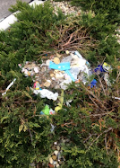 Geese making a nest out of masks and trash they picked up.
Photo Credit: Hannah Levenson