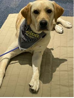 Henry, the therapy dog. Photo Courtesy of Tamara Strom.