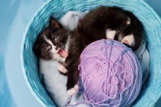 Kitten in basket with yarn posing for adoption photo. Image provided by Claudia Litherland.
